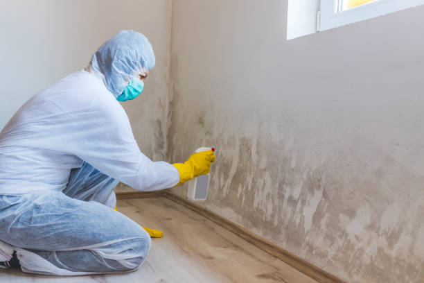 Licensed Mold Remediation service in Wayne, PA - WQB Mold Removal